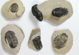 Lot: Assorted Devonian Trilobites - Pieces #119902-2